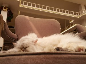 Comfy. So very comfy. Hmmmm. #jealous