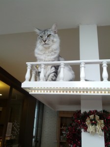 Haaa.... ja ben yaaaa... (don't make me sing the rest)