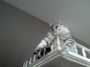 Oh. Just people instagramming me sticking my two legs over the balcony. These humans.