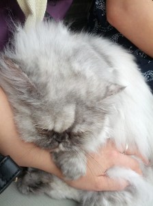 My sleeping cat. MINE.