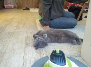 The /cutest/ sleeping cat. Ever. Don't they get cramps?